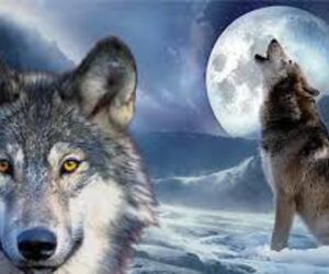 Lobo solitario   